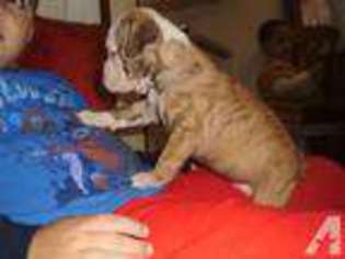Bulldog Puppy for sale in DOVER, OH, USA