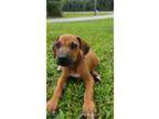 Rhodesian Ridgeback Puppy for sale in Naples, FL, USA