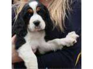 English Springer Spaniel Puppy for sale in San Anselmo, CA, USA