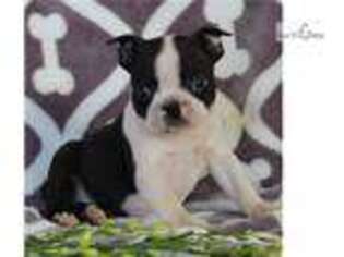 Boston Terrier Puppy for sale in Harrisburg, PA, USA