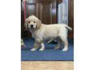 Golden Retriever Puppy for sale in Whitehall, PA, USA