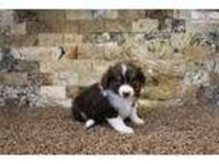 Miniature Australian Shepherd Puppy for sale in Omaha, NE, USA