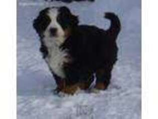 Bernese Mountain Dog Puppy for sale in Reading, PA, USA