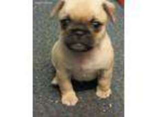 Puggle Puppy for sale in Queens, NY, USA