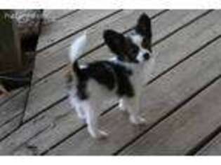 Papillon Puppy for sale in Bloomfield, IA, USA