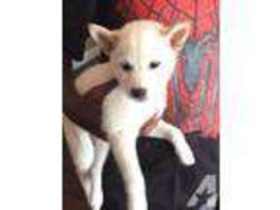 Shiba Inu Puppy for sale in SAN DIEGO, CA, USA