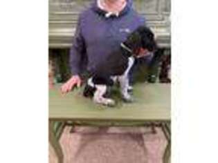 German Shorthaired Pointer Puppy for sale in Byron Center, MI, USA