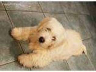 Goldendoodle Puppy for sale in Mansfield, MA, USA