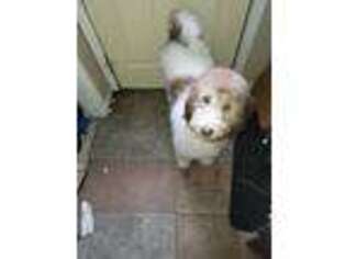 Labradoodle Puppy for sale in Oshkosh, WI, USA