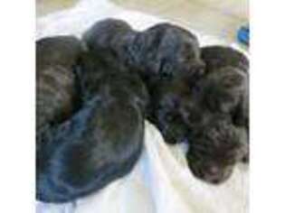 Portuguese Water Dog Puppy for sale in Woodstock, CT, USA