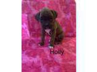 Boxer Puppy for sale in Albia, IA, USA
