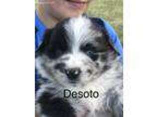 Australian Shepherd Puppy for sale in Aztec, NM, USA