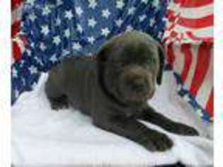 Cane Corso Puppy for sale in Walters, OK, USA