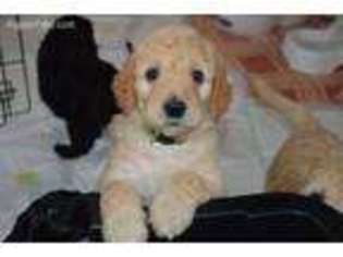 Goldendoodle Puppy for sale in Langley, WA, USA