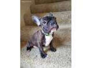 French Bulldog Puppy for sale in Andover, KS, USA
