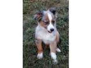 Miniature Australian Shepherd Puppy for sale in Minor Hill, TN, USA