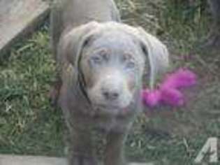 Labrador Retriever Puppy for sale in SENECA, IL, USA
