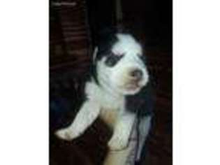 Siberian Husky Puppy for sale in Iva, SC, USA