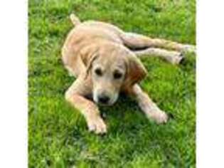 Labrador Retriever Puppy for sale in Frisco, TX, USA