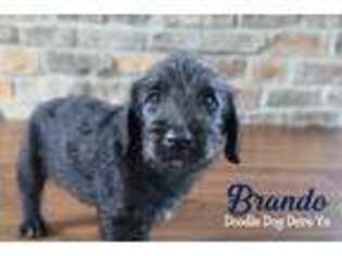 Labradoodle Puppy for sale in White Plains, KY, USA