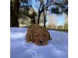 Labradoodle Puppy for sale in Lake Butler, FL, USA