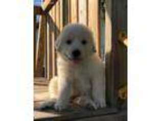 Mutt Puppy for sale in Converse, IN, USA