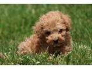 Goldendoodle Puppy for sale in Grand Rapids, MI, USA