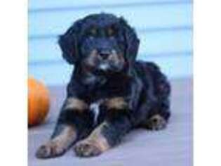 Bernese Mountain Dog Puppy for sale in Cokato, MN, USA