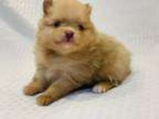 Pomeranian Puppy for sale in Apex, NC, USA