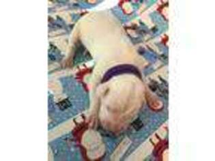 Dogo Argentino Puppy for sale in Conyers, GA, USA