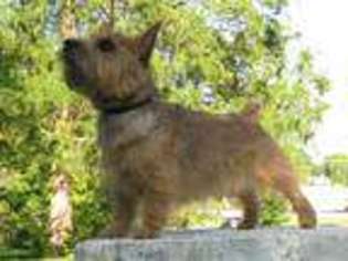 Small Norwich Terrier