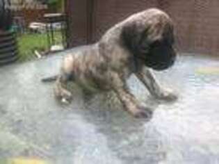 Mastiff Puppy for sale in Corsicana, TX, USA