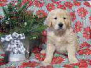 Golden Retriever Puppy for sale in Port Royal, PA, USA