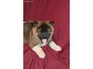 Akita Puppy for sale in Rock Valley, IA, USA