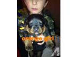 Rottweiler Puppy for sale in ELK CITY, OK, USA