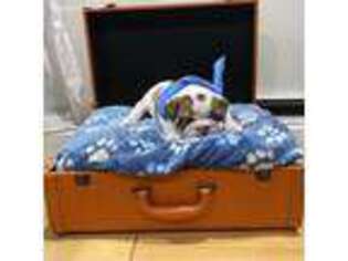 Bulldog Puppy for sale in Dunellen, NJ, USA