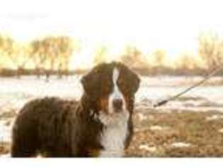 Bernese Mountain Dog Puppy for sale in Sandy, UT, USA