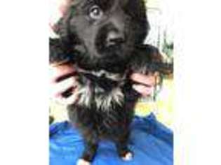 Newfoundland Puppy for sale in Virginia Beach, VA, USA