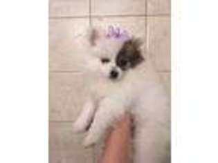 Pomeranian Puppy for sale in Avoca, MI, USA