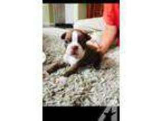 Boston Terrier Puppy for sale in OXNARD, CA, USA