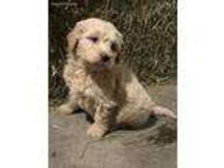 Goldendoodle Puppy for sale in Aberdeen, SD, USA