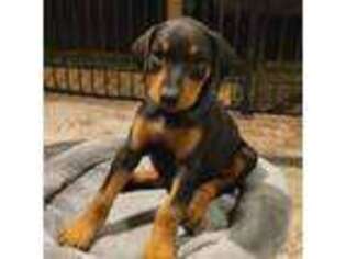 Doberman Pinscher Puppy for sale in Baton Rouge, LA, USA
