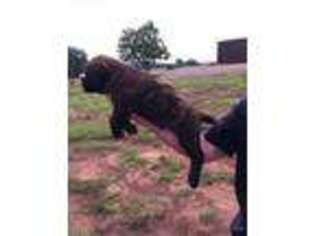Mastiff Puppy for sale in Cushing, OK, USA