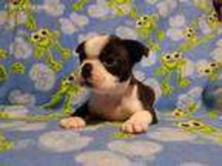 Boston Terrier Puppy for sale in Columbus, OH, USA