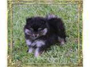 Pomeranian Puppy for sale in ETHELSVILLE, AL, USA