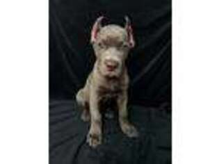 Cane Corso Puppy for sale in Aurora, CO, USA