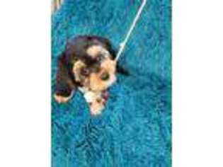 Cavapoo Puppy for sale in Marion, SC, USA