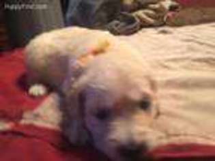 Golden Retriever Puppy for sale in Mira Loma, CA, USA