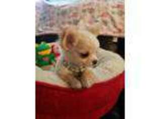 Chihuahua Puppy for sale in Parrottsville, TN, USA