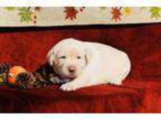 Labrador Retriever Puppy for sale in Williamsville, VA, USA